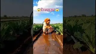 Poor Puppy Working Hard in the Field 😢🐶#shorts #viral#PoorPuppy#EmotionalStory#HardWork#AnimalStory#