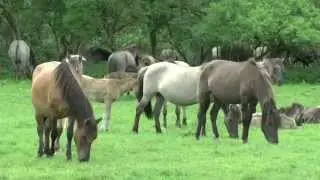 DÜLMENER WILDPFERDE im  MERFELDER BRUCH 2015