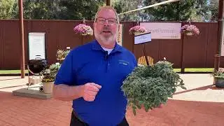 2023 CAST Walk-Through with Chris Fifo Darwin Perennials
