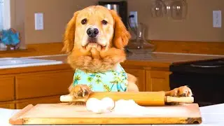 Dog food  :15 mistakes to avoid! You have been feeding