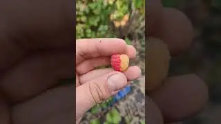 malina dwukolorowa 50/50