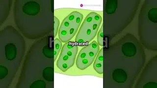 What is a Vacuole?  Explained!  #biology #facts #cellbiology #science #highlights #knowledge #yt
