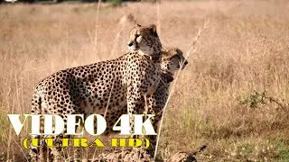 4K VIDEO ULTRA HD - LEOPARD - VIDEO 4K