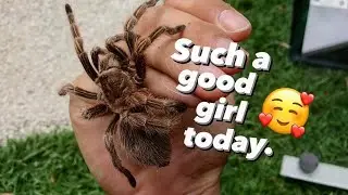 Rose Hair Tarantula in a Very Good Mood today !