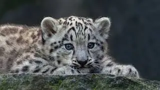 [WILDLIFE FACTS] Snow leopards are endangered with only an estimated 4,000-6,500 individuals alive