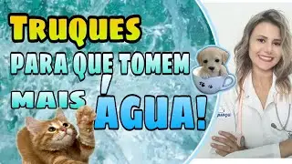 Como fazer o cachorro e gato tomar mais água e evitar problemas de saúde.