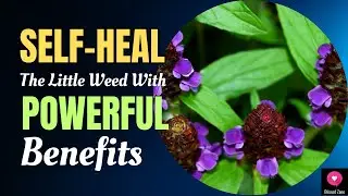 Self Heal (Prunella Vulgaris) &mdash; The Little Weed With POWERFUL Benefits | Blissed Zone