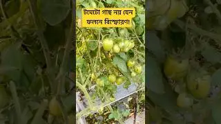 Tomato plants are not like an explosion in yield! #tomato_saplings #tomatofarming