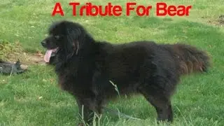 A Tribute For Bear