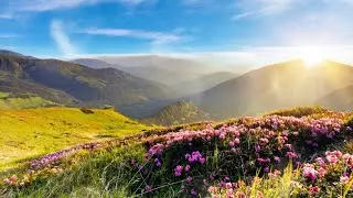 Flower Stock Footage | Garden |  Nature | Free HD Videos - No Copyright