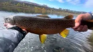Monster Brown Trout!! Fishing The Lower Lehigh River 