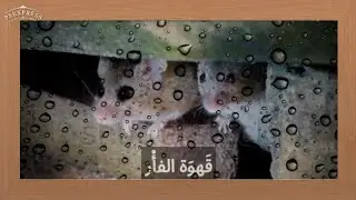 قهوة الفأر.. القهوة الغريبة