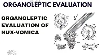 Organoleptic Evaluation of Nux-Vomica.