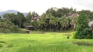 Running in the rice field