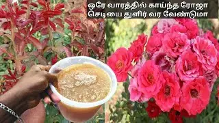 ரோஜா செடி அதிக அளவில் பூக்கள் பூக்க இதை கொடுங்கள் - pappaya fertilizer tamil _boo garden