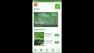 PlantSnap identifies a Slippery elm (Ulmus rubra)