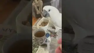 Buster, try and appreciate your tea! #parrotlife #cockatoolife #tea #florida