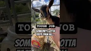 The Internet&rsquo;s Toughest Goat Food Critic