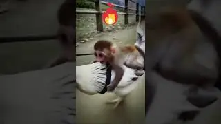 #funny #funnyvideo #animals #enjoy #haha #cats #road #monkey #sky #chicken #horse #running