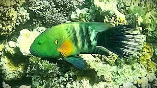 Broomtail wrasse (Cheilinus lunulatus) male and female (4K)