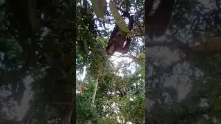 Sloth enjoying the cool breeze 🦥🏝️..chill vibes 😎