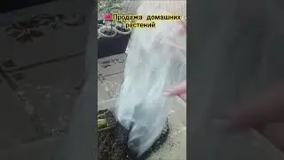 💖Упаковка , продажа растений #растения #цветыдлядома #домашнеецветоводство #цветы#домашниерастения
