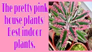 The pretty pink house plant/Best indoor plants.