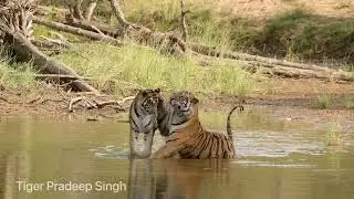 Tigers mating couple meeting together 🐯 