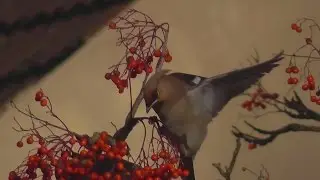 Waxwings at Last: Kettering:11.1.2017