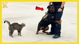 🐕 When A Police Dog’s First Day On The Job 👮‍♀️🤣 Funniest Dog Ever!