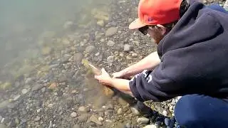 Red deer river brown trout release