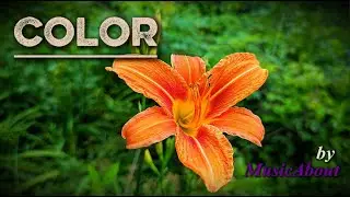 MusicAbout - Color (Official Music Video) | Modern Heavy Bass Bluegrass | Arkansas Wildflowers