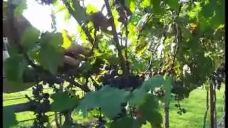 Cab Franc Harvest 2015