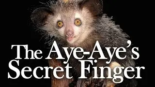 The Aye-Aye's Secret Sixth Finger: the Discovery of a Pseudothumb