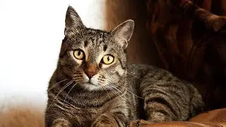 How old is Your cat in human years?