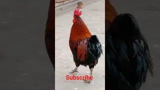 Unique Drinking Water Style Rooster #subscribe #chicken #birds