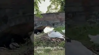 Swans are waiting for their babies #birds #swans #cygnets #swan #muteswans