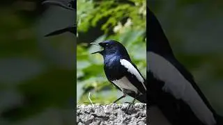 Robin bird singing sounds - Oriental magpie-robin #shorts #birdsounds #birdsong