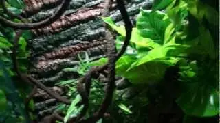 Introduction to My Reptile Collection.