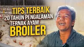 Pengalaman 20 Tahun Beternak Ayam  - Tips Terbaik Masa Brooding Ayam Broiler