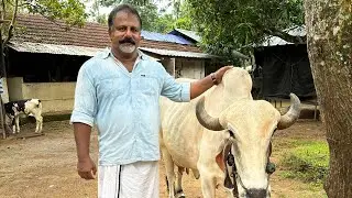 20 ലിറ്റർ പാൽ കിട്ടുന്ന ഒറിജിനൽ ഗിർ പശുക്കൾ |Gir Cow Farm Dairy farm Cow farming