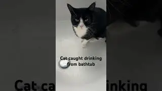 Cat caught drinking from bathtub