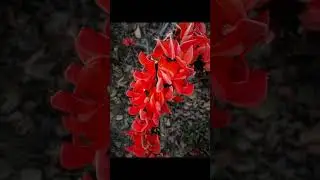 STATE FLOWER OF JHARKHAMD 💐💐#youtubeshorts #flowers #jharkhand #youtube #youtubeindia #instagram
