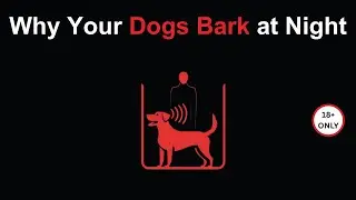Dog Barking at Night? Lock the Door &ndash; Analog Horror Alert