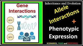 Inheritance And Evolution-10-Allele Interactions And Their Influence On Phenotypic Expression