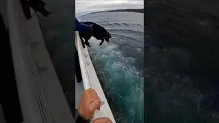 I SAVED THIS DOGS LIFE FROM A  ABUSIVE GUY ❤️ 🐩