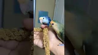 Rizzler says I wanna join too, I love millets #babybird #parrot #peachfacelovebird #lovebirds