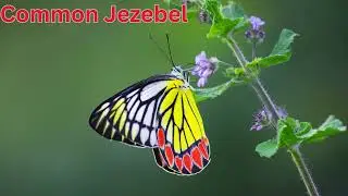 5 Most Common Butterflies seen in India || #trending #butterfly