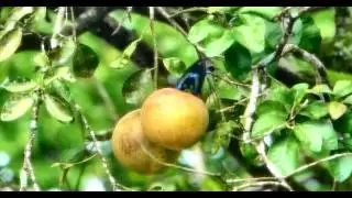 Red-legged Honeycreeper