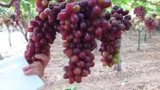 Spontella's  Crimson grapes production